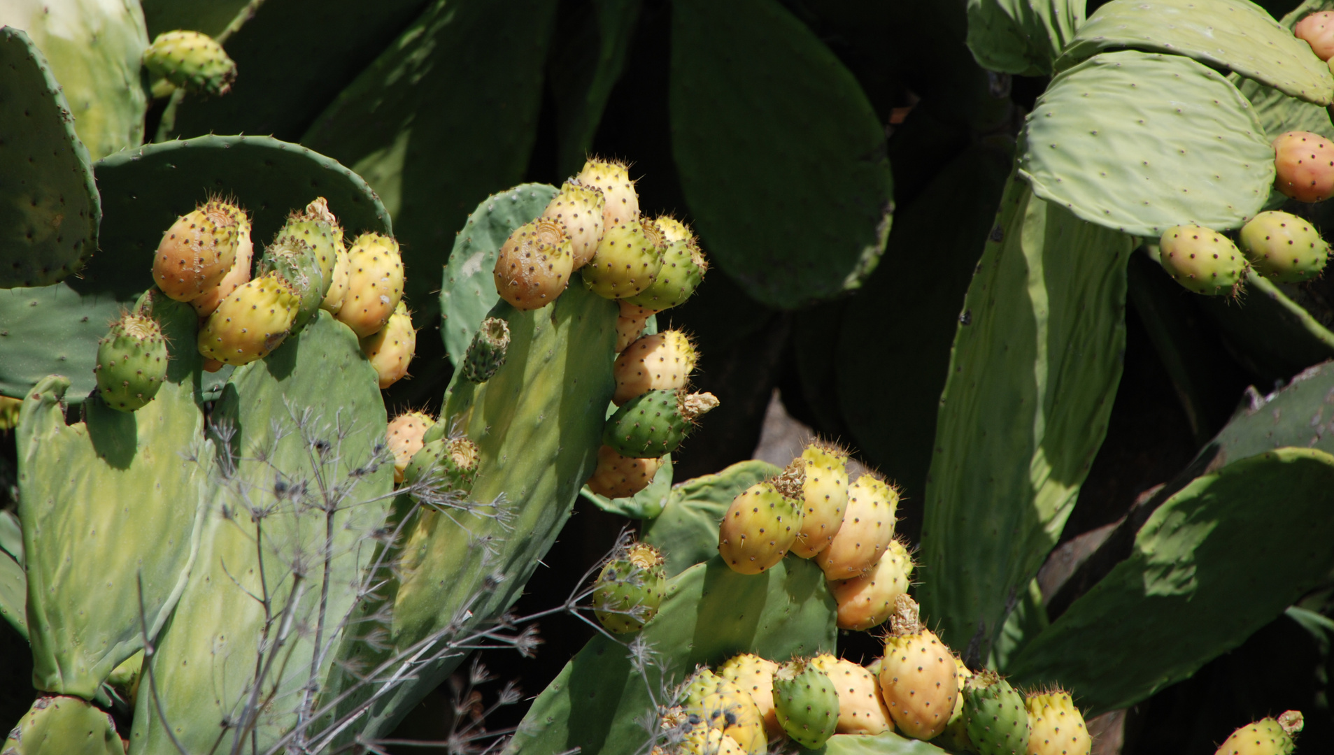 Ohrwaschelkaktus mit Kaktusfeigen