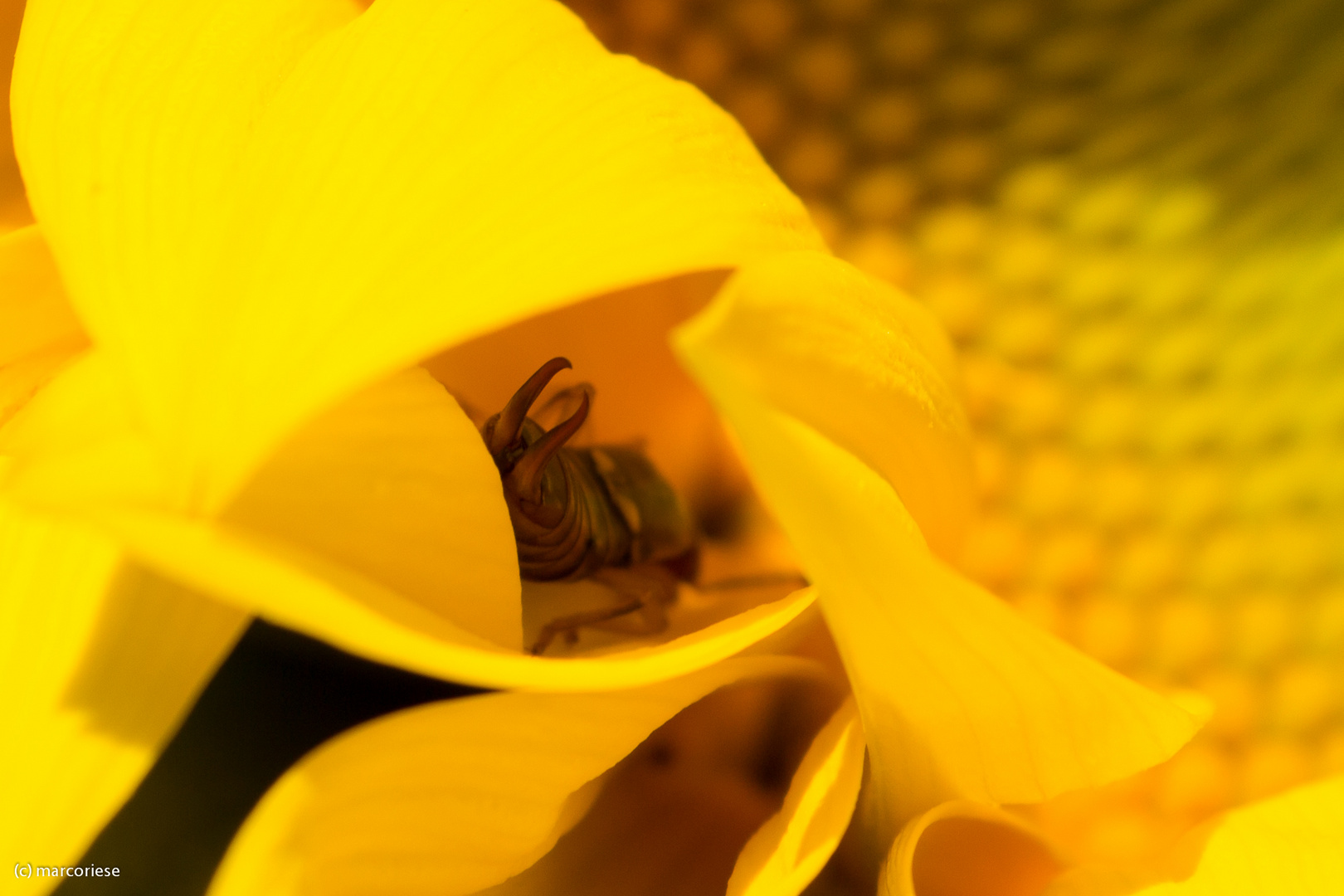 Ohrwurm in Sonnenblumenblüte 2