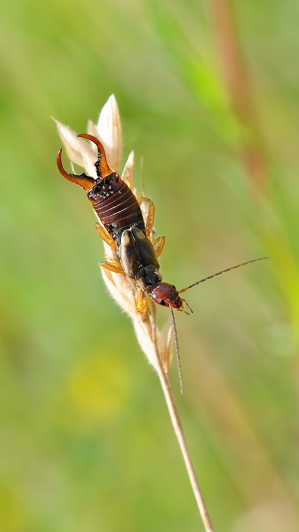 Ohrwurm, "Ohrenkneifer"