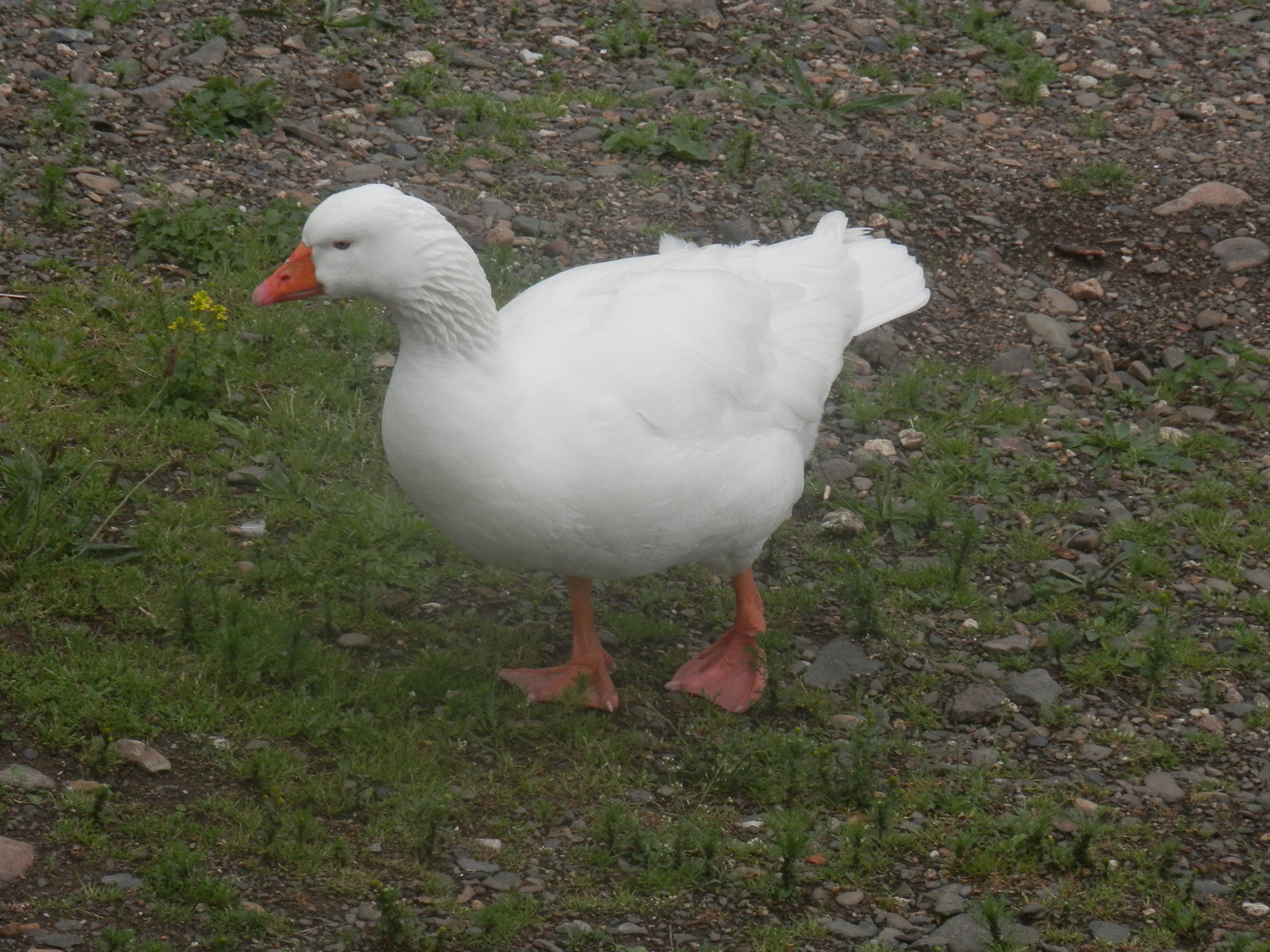Oie blanche 2016 photo et image nature, animaux, hessen Images