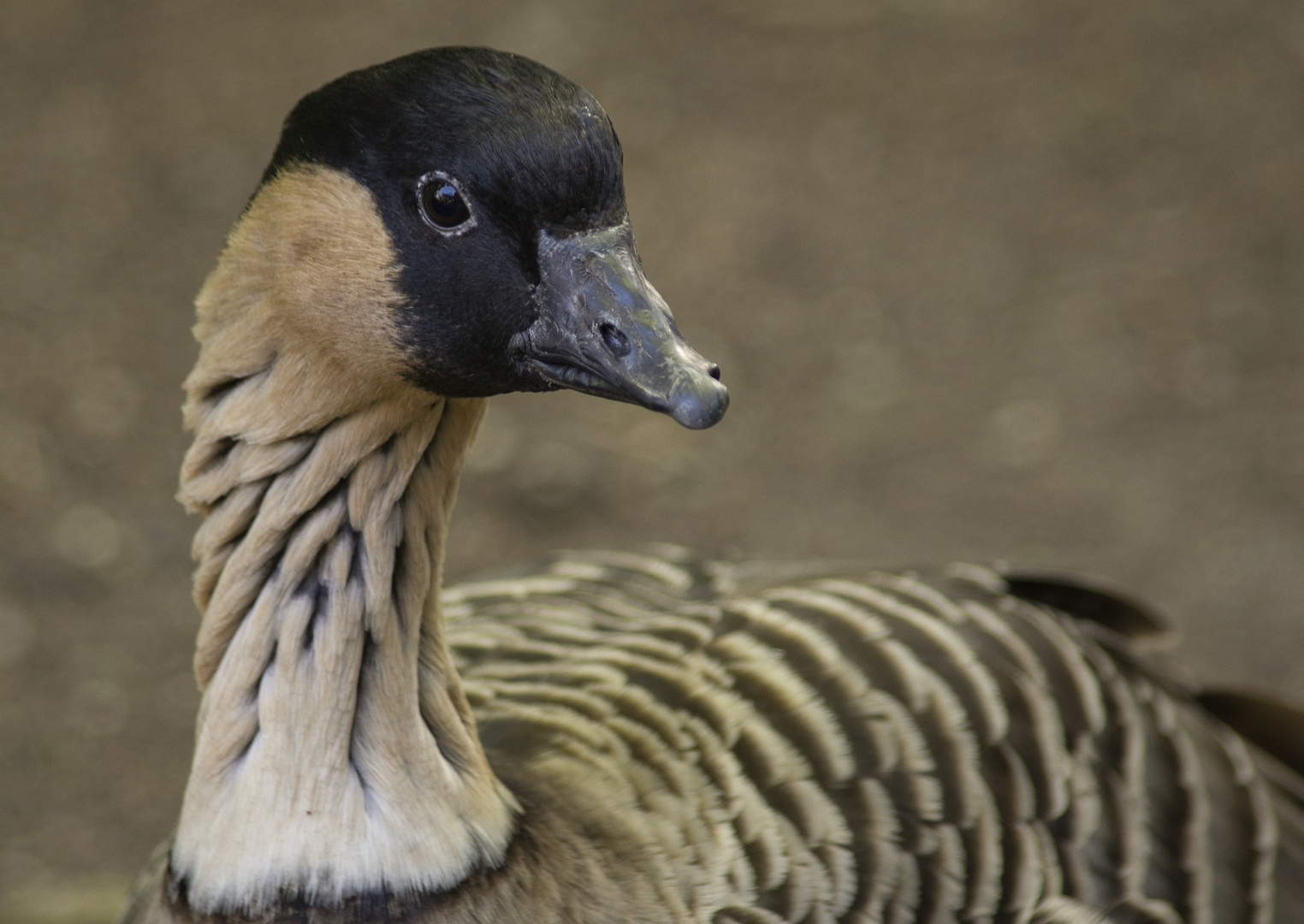 Oie d'ailleurs (Branta sandvicensis, bernache néné)