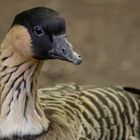 Oie d'ailleurs (Branta sandvicensis, bernache néné)