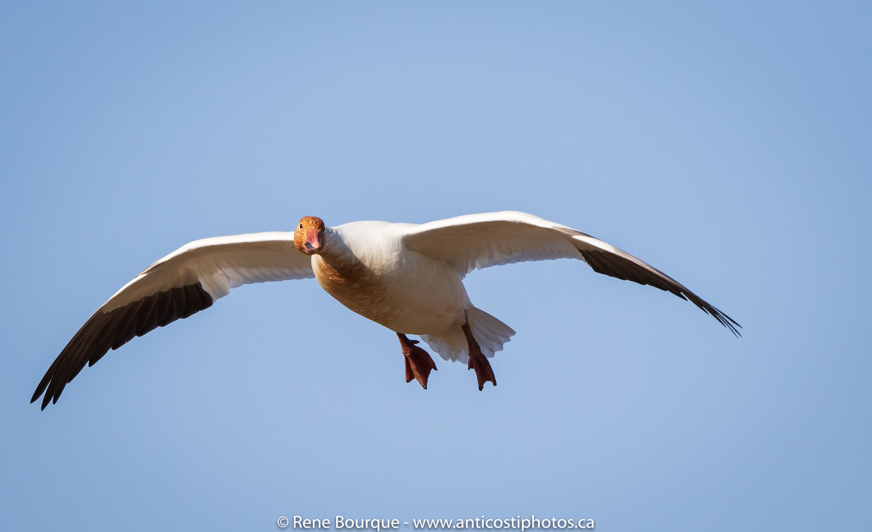 Oie des neiges en vol photo et image animaux, animaux sauvages