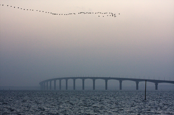 Oies Bernaches au dessus du pont