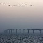 Oies Bernaches au dessus du pont