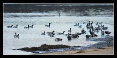 " Oies bernaches dans l'anse de Penfoulic "