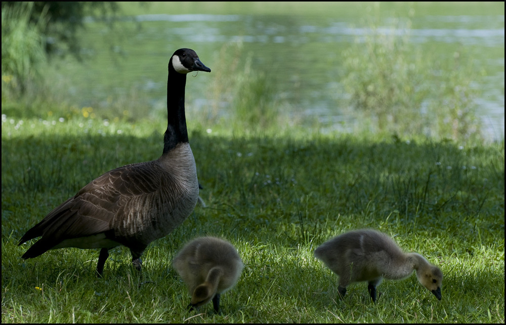 Oies bernaches et leurs poussins