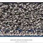 Oies des Neiges en migration