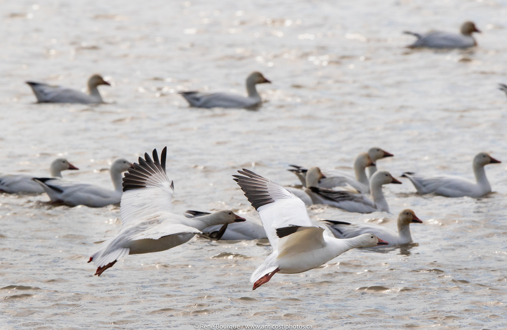Oies des Neiges en vol photo et image animaux, animaux sauvages