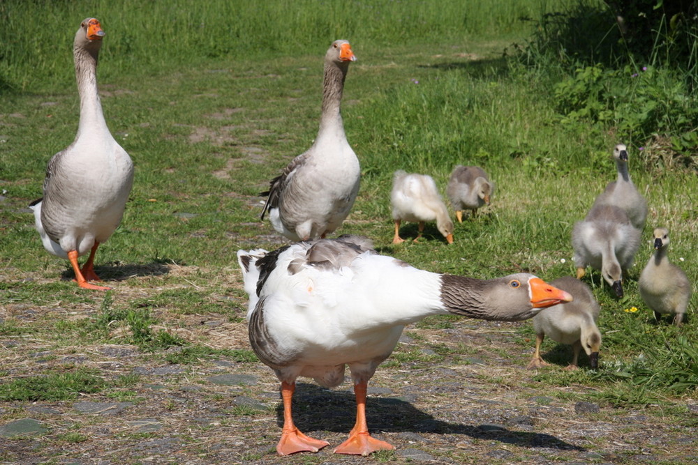 Oies en famille