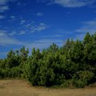 Oies, pins et sable