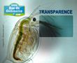 concours photo "Transparence"