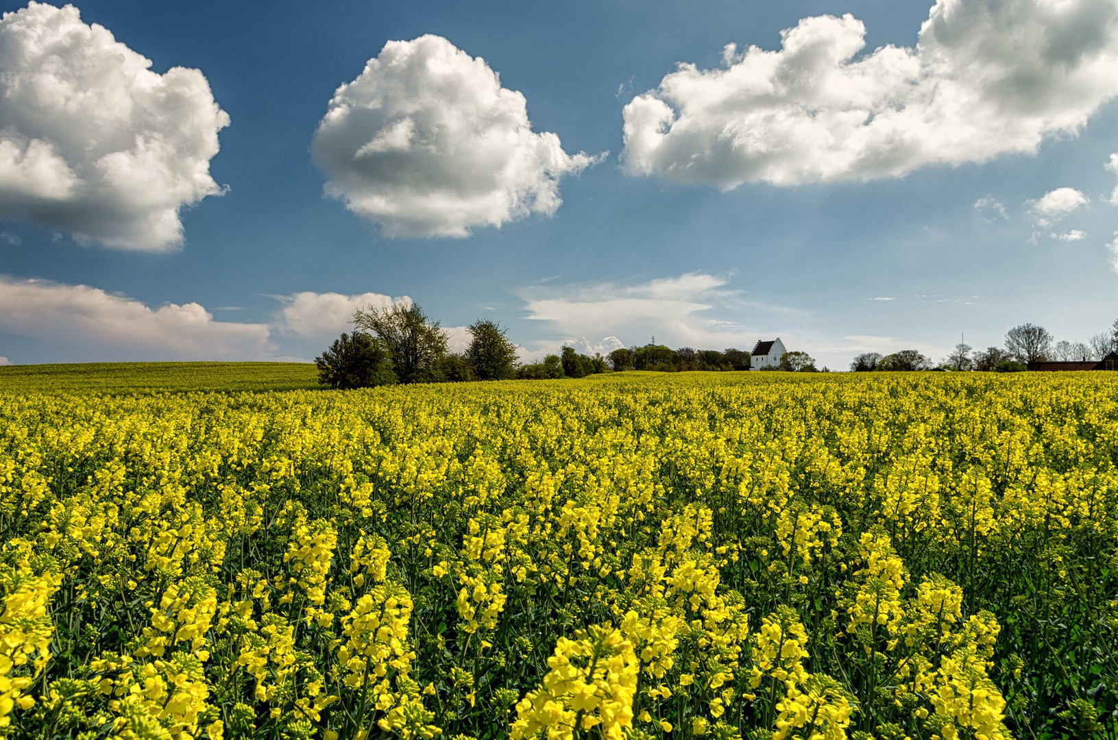 Oil Seed Fields