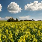 Oil Seed Fields