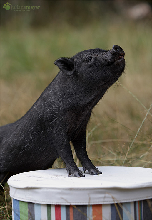 OinkOink