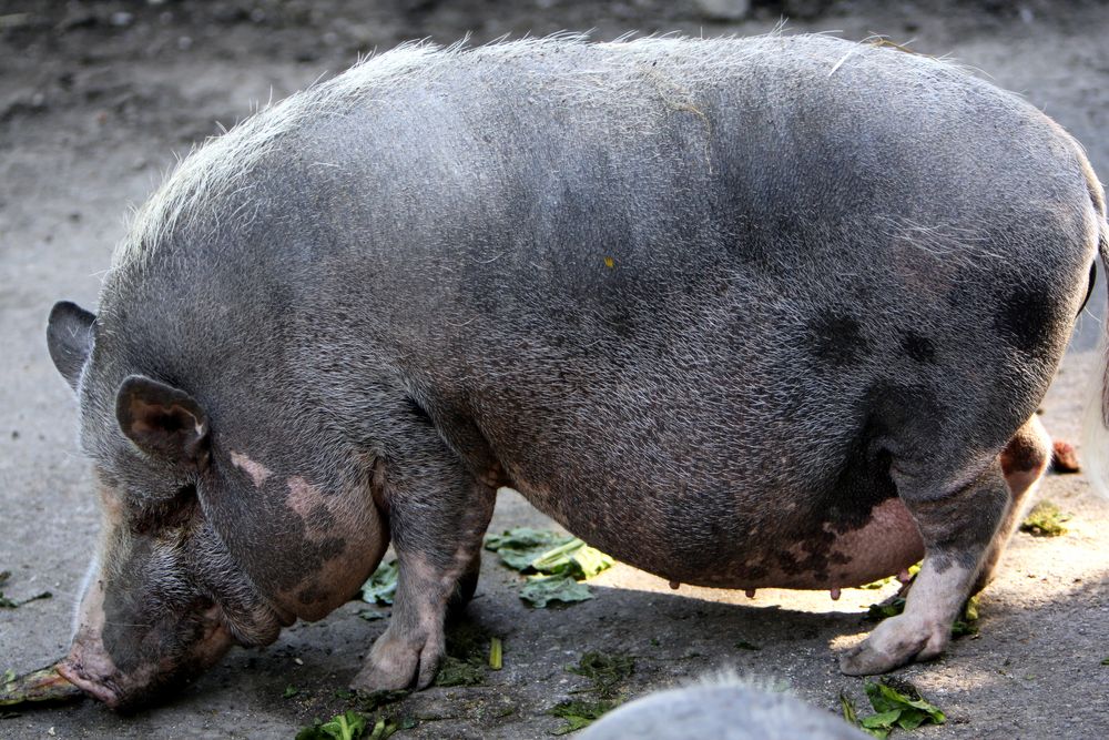 ois Guade für 2015 - Glück & Schwein