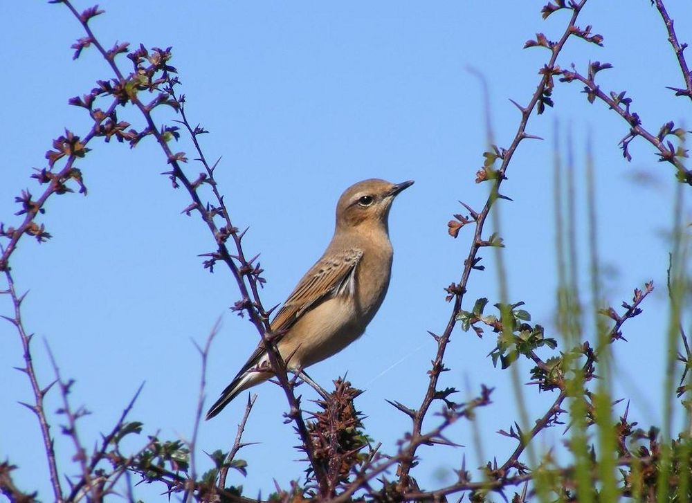 Oiseau (2)