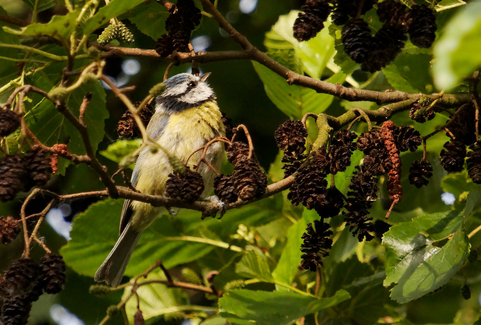 oiseau 2