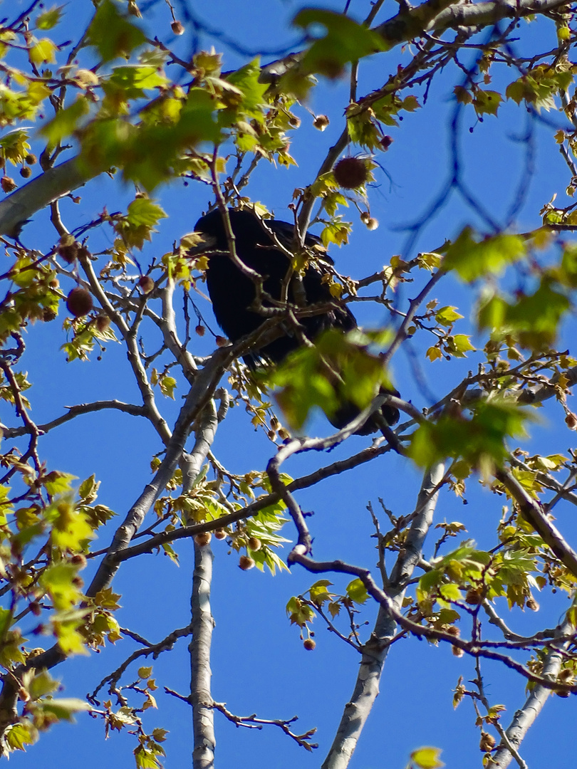 OISEAU