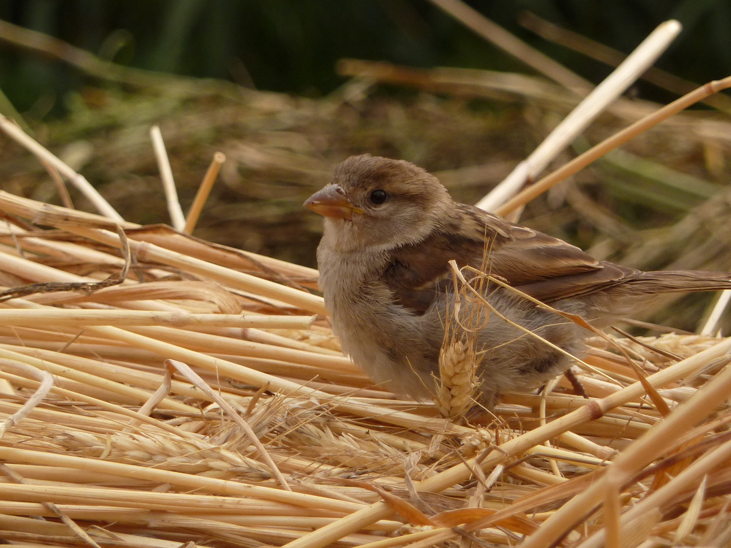 oiseau