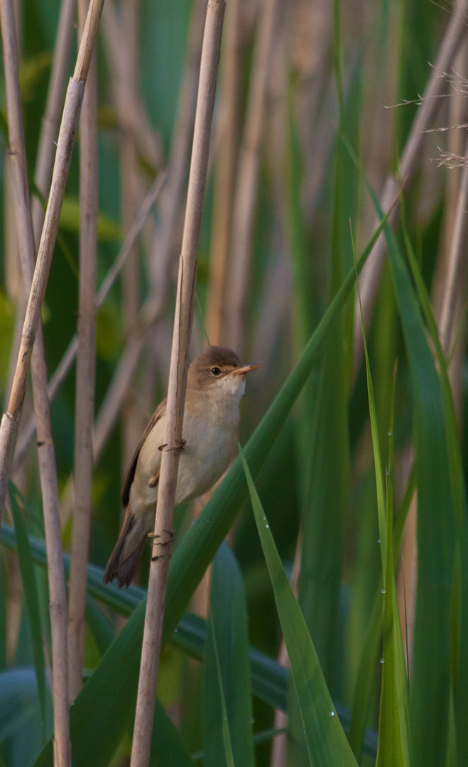 oiseau