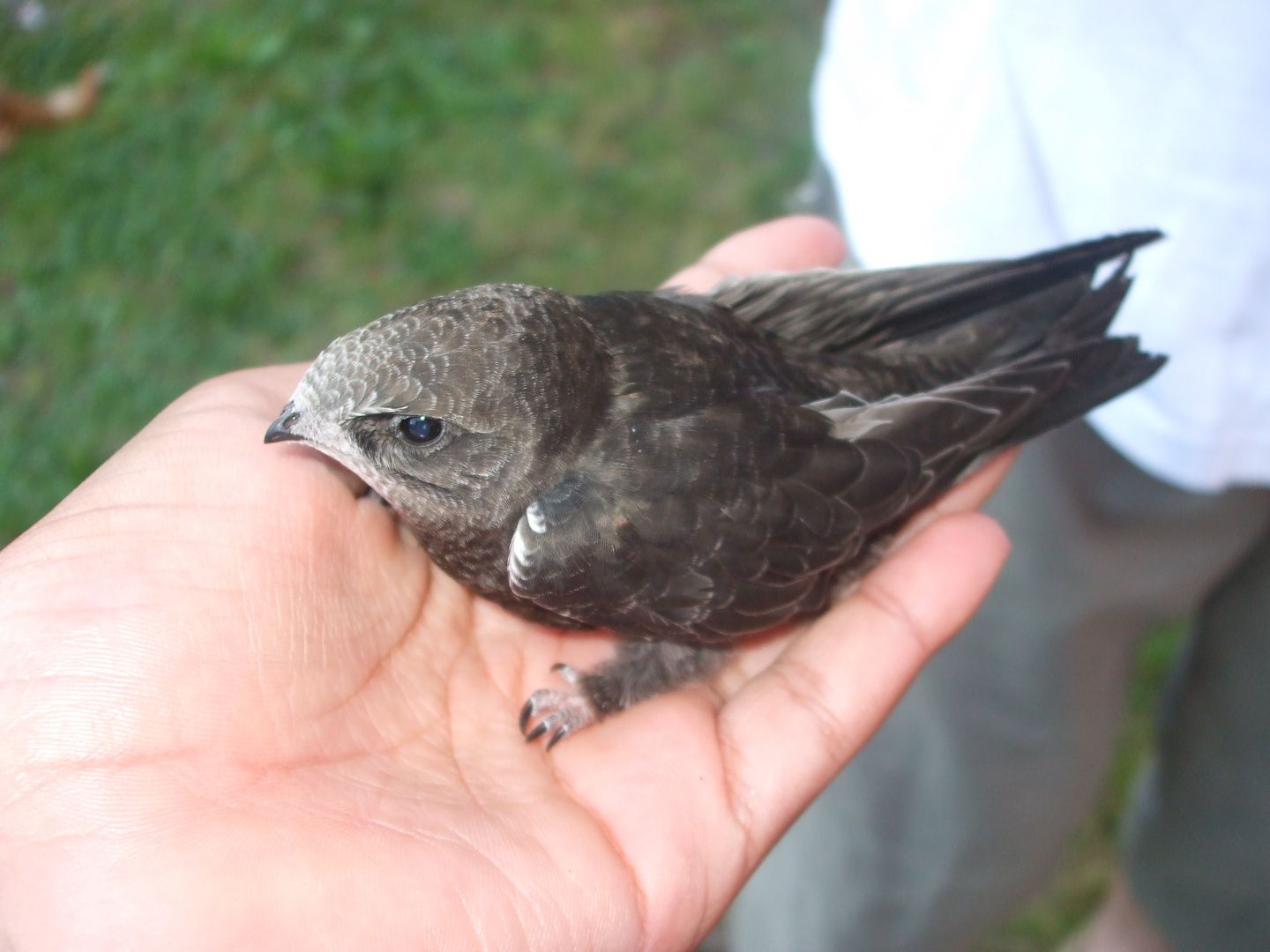 OIseau blessé secouru par l'enfant