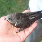 OIseau blessé secouru par l'enfant