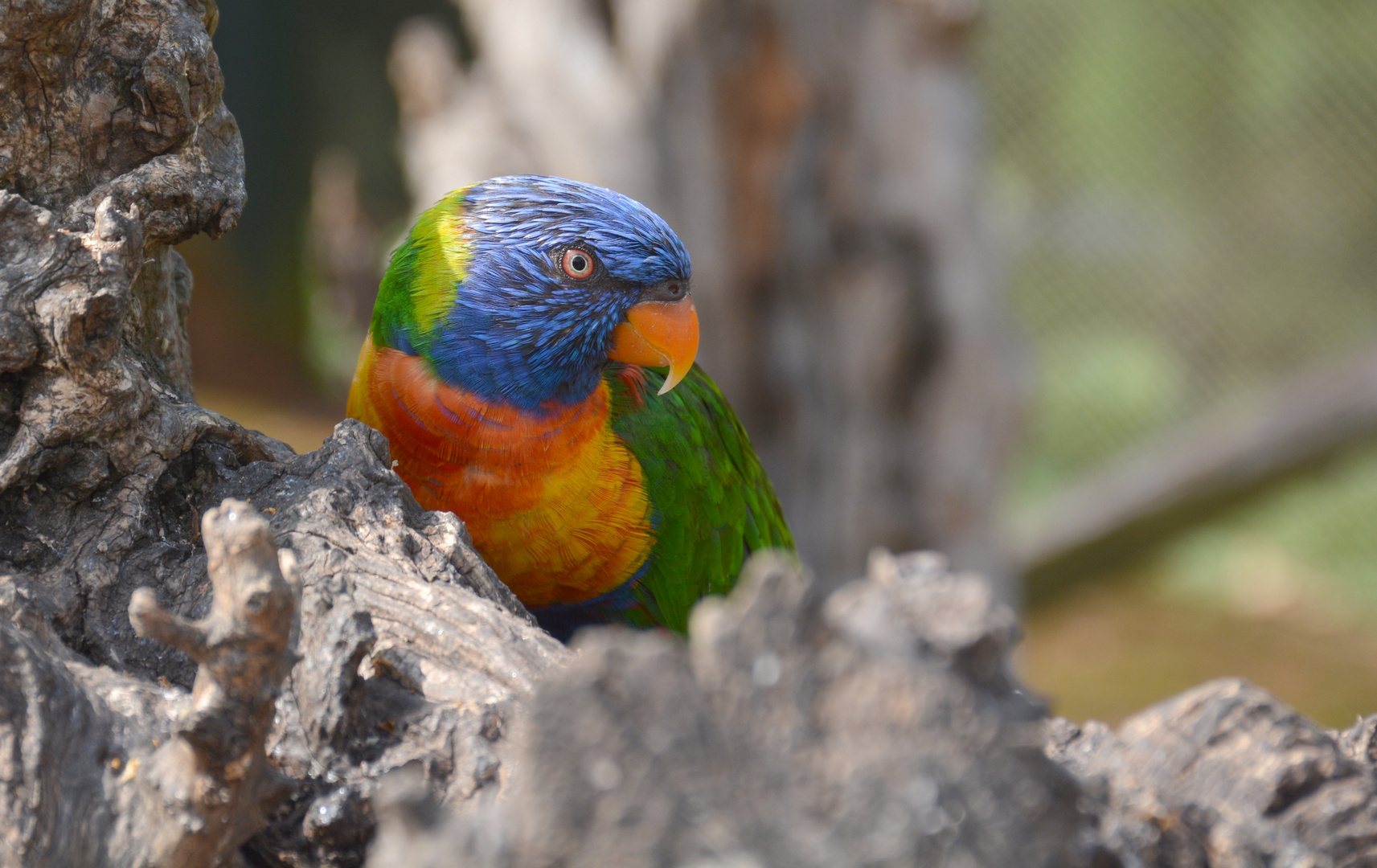 oiseau coloré