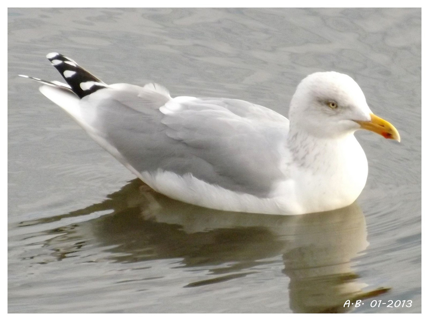 oiseau de mer...