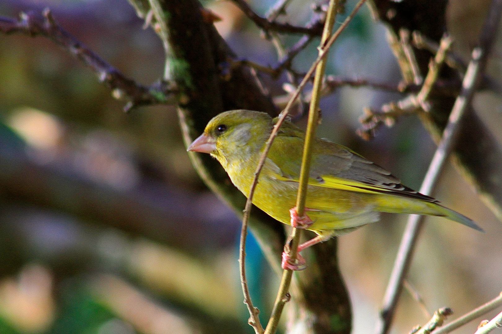 Oiseau de mon jardin