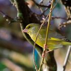 Oiseau de mon jardin