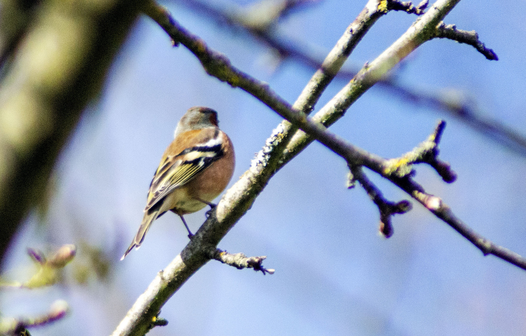 oiseau de mon jardin