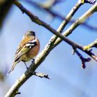 oiseau de mon jardin