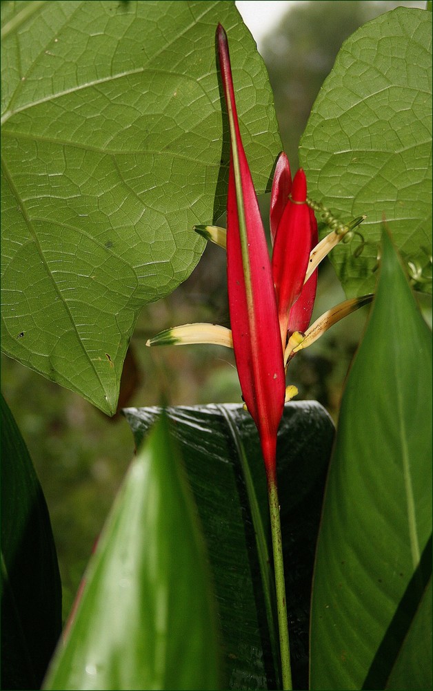 oiseau de paradis