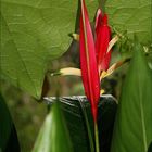 oiseau de paradis