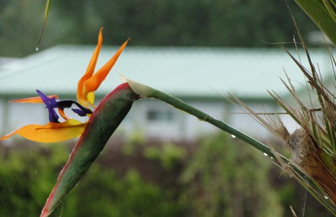 Oiseau de paradis... sous la pluie