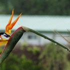 Oiseau de paradis... sous la pluie