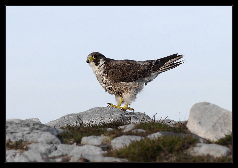 OISEAU DE PROIE - FAUCON PÈLERIN - WANDERFALKE