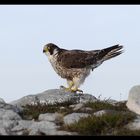 OISEAU DE PROIE - FAUCON PÈLERIN - WANDERFALKE