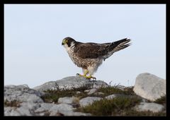 OISEAU DE PROIE - FAUCON PÈLERIN - WANDERFALKE