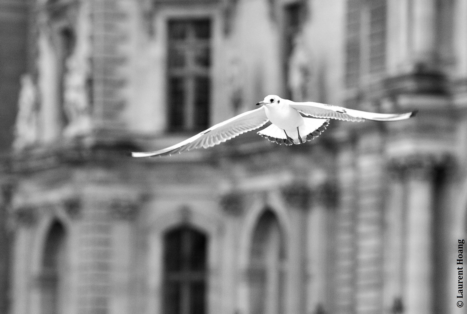 oiseau de ville 3