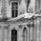 oiseau de ville 3