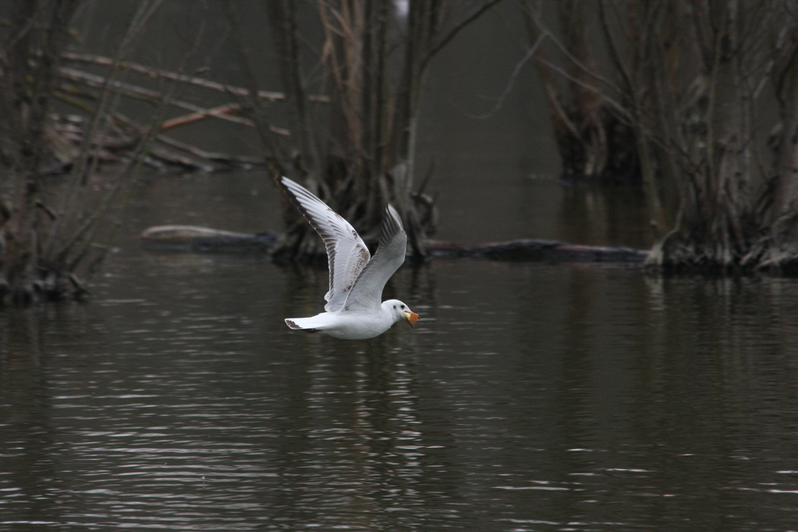 oiseau d'eau