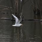 oiseau d'eau