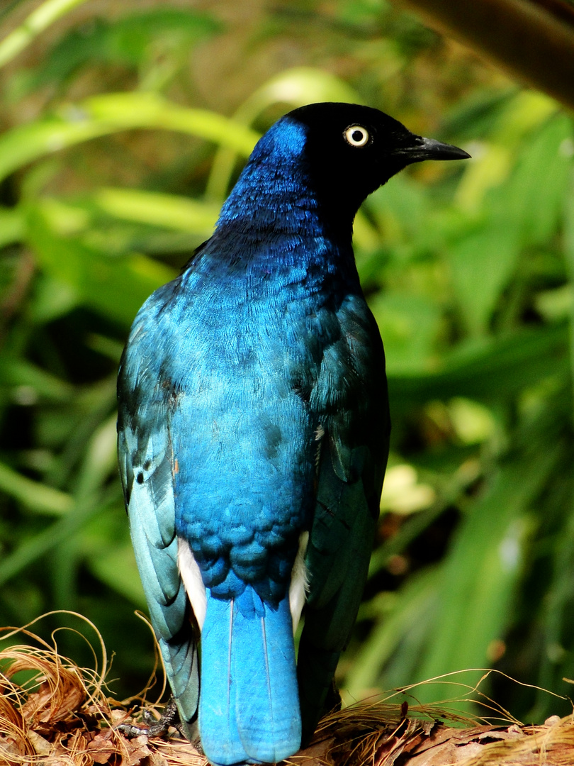 Oiseau des fées