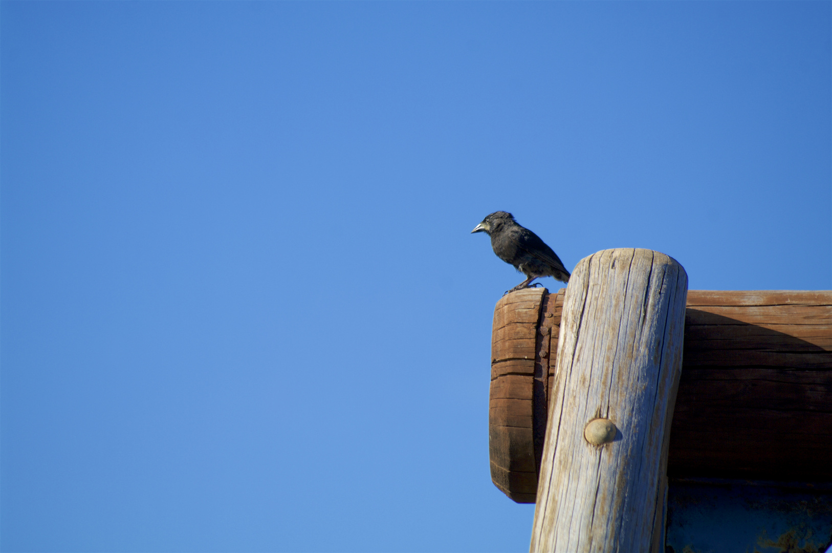 oiseau des galapagos