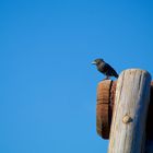 oiseau des galapagos