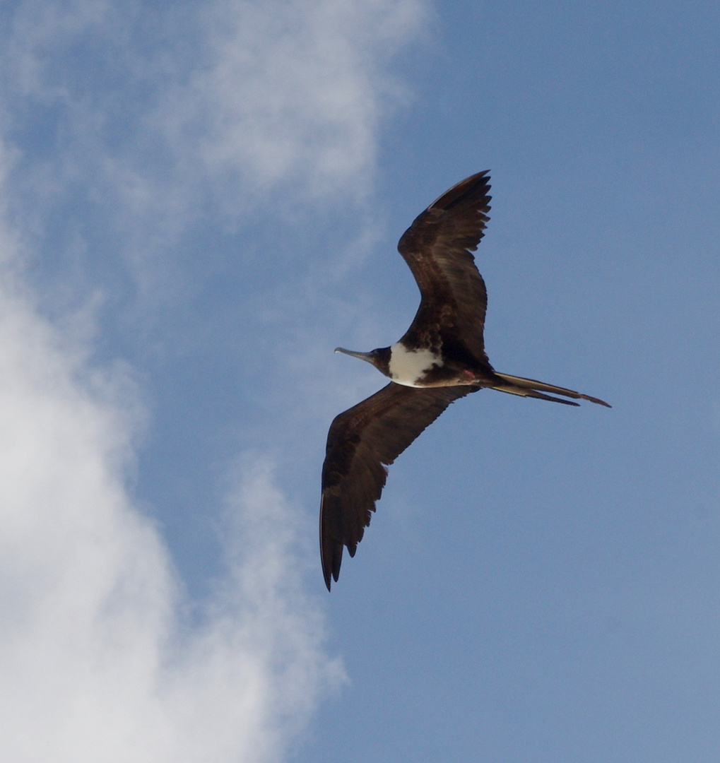 Oiseau des Iles ..... (frégata magnificens)