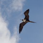 Oiseau des Iles ..... (frégata magnificens)