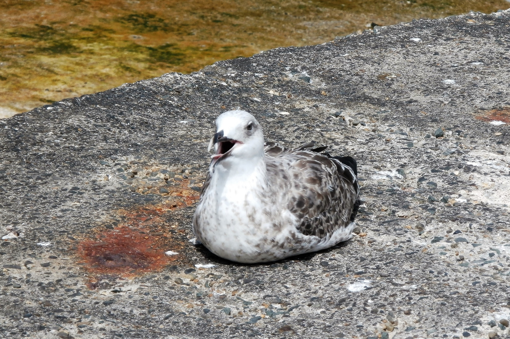 oiseau des mers